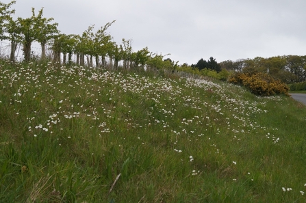 A grassy bank next to a road, dotted with white wildflowers, with a line of trees in the background