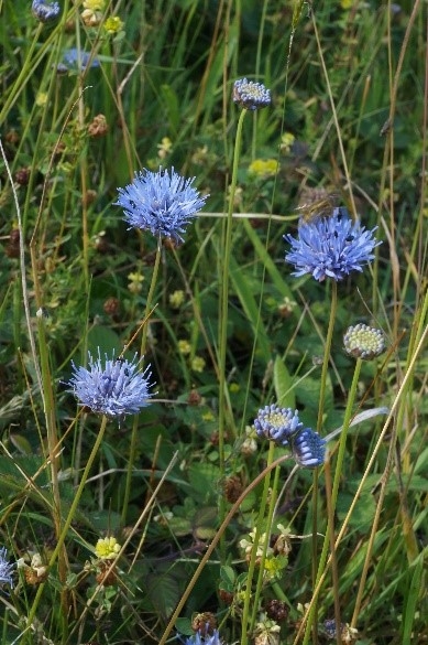 Small blue sheep's bit flowers surrounded by grass