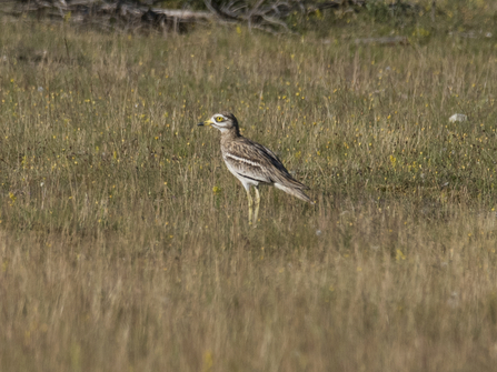 A stone curlew standing in a grassy field