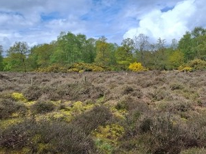 A field filled with bushes, with a line of green and yellow leaved trees in the background, under a cloudy blue sky