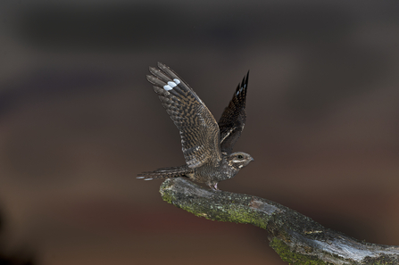A nightjar with it's wings outstretched, perched on a bare branch. It has a white stripe on the tips of it's wings and brown mottled feathers.