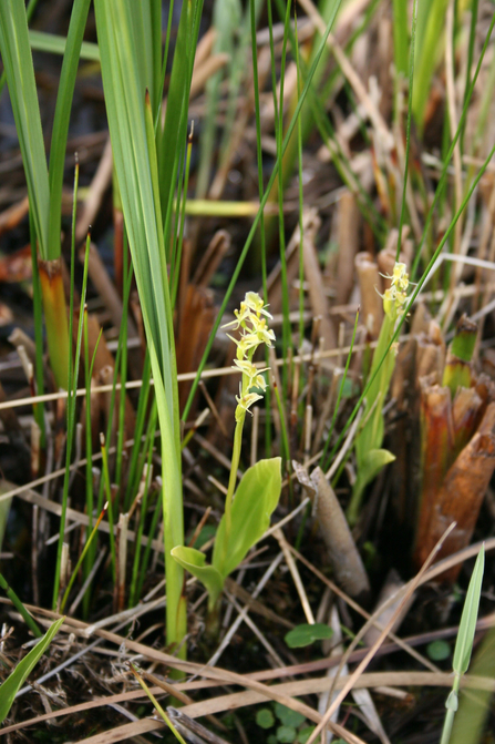 Fen orchids amongst other vegetation