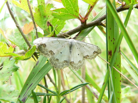 Pretty white moth with lace-like edges to the wings, sits on greenery