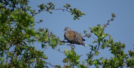 A turtle dove sat in a tree against a blue sky. 