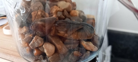 An unusually large insect sitting in a jar of gravel