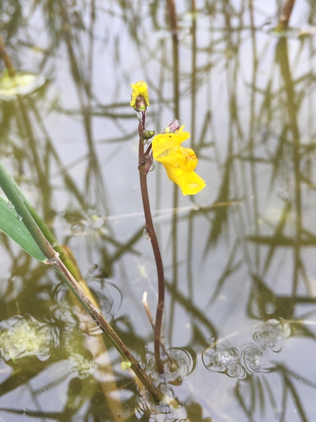 A yellow flower emerging from the water