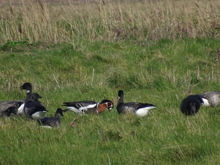 A red-breasted goose among a flock of brent geese at Cley