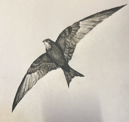 A pencil sketch of a flying swift