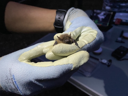 A gloved hand is holding a small bat