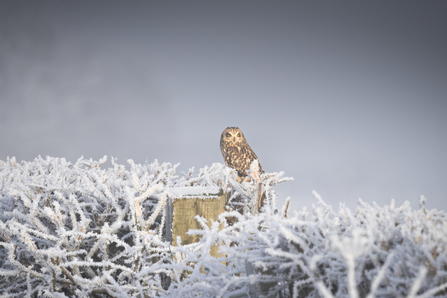 Short-eared owl in a frosty landscape