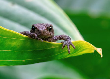 Toad on a leaf