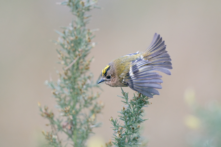 Small bird perched on a spiky bit of gorse, with beautiful yellow crest