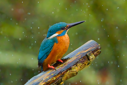 Kingfisher sat on a branch in the rain