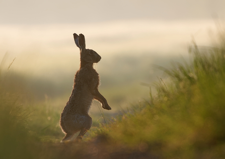 Silhouette of a hare amidst long grass