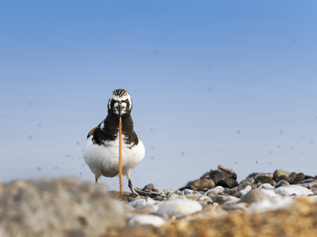 Small black and white bird pulling a spiky looking worm up from between pebbles