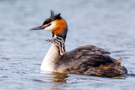 A bird with a fancy crest carrying its stripey baby on its back in the water