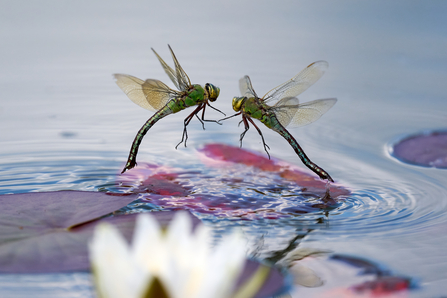 two emperor dragonflies above a pond