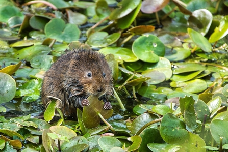 Water vole surrounded by little green leaves, holding one with their hands and snacking on it