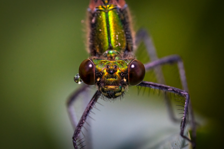 Close up of a banded demoiselle dragonfly