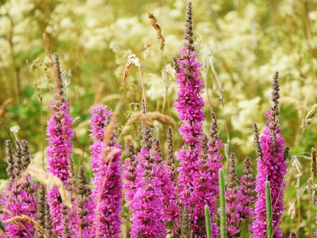 Purple loosestrife 