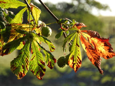 Horse chestnut leaves and conkers