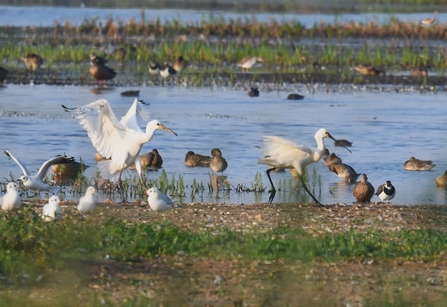 A white spoonbill and its young stand amongst other birds in front of a marsh on a sunny day. The spoonbills are flapping their wings.