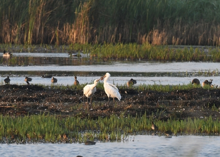 A white spoonbill and its young stand amongst other birds in front of a marsh on a sunny day. The parent spoonbill is feeding their young.