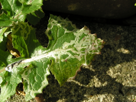 leaf miner tracks on a so thistle leaf