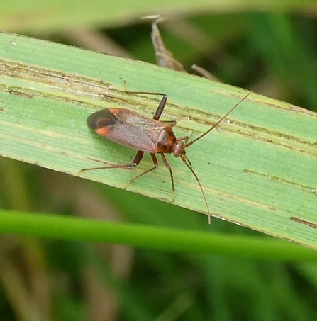 Plantbug adelphocoris ticinensis