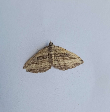 A striped moth on a piece of blank white paper