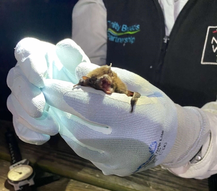 Gloved hands hold a tiny bat, mouth open