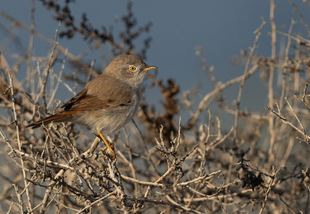 A small bird perched on a twiggy bush