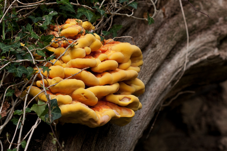 A bright yellow and orange bracket fungus