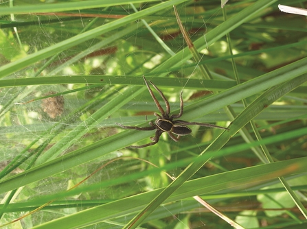 A fen raft spider crawling across blades of grass. It is brown with yellow stripes along its abdomen and long brown legs. 