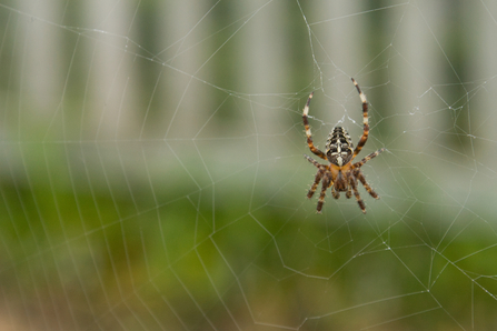 A garden orb weaver on a web. It is small and brown with orange and cream stripey legs and a yellow cross marking on its abdomen. 