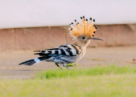 A bird with an impressive striped crest, striped wings and long pointy beak