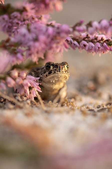 An adorable little toad with sparkling eyes and a tiny frown surrounded by beautiful pink heather. 