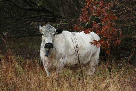 A British white cow on our Sweet Briar reserve. It is white with black ears and a black nose. 