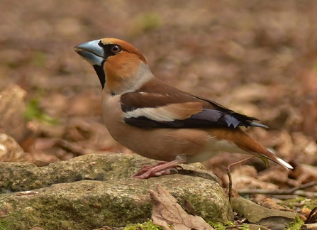 A hawfinch drinking water in a woodland. It has a large grey beak and smooth brown feathers with black markings. 