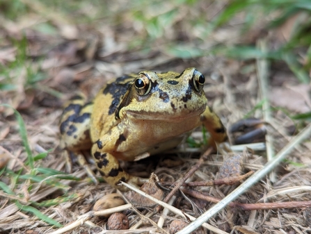 A common frog on some grass. It has pale green skin with black markings on it. 