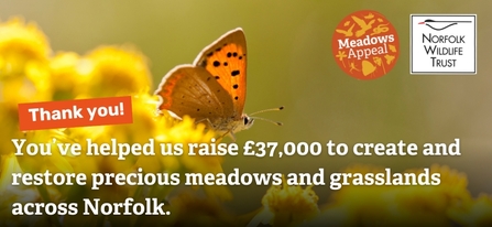 An image of a butterfly with text that reads: Thank you! You've helped us raise £37,000 to create and restore precious meadows and grassland across Norfolk. 