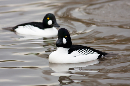 Two black and white ducks with yellow eyes on the water. 