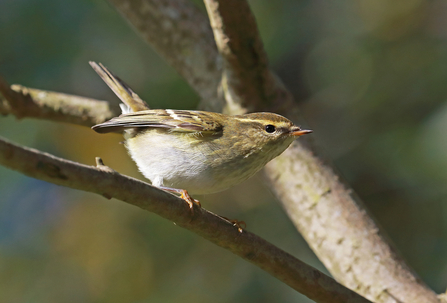 A yellow-browed warbler perched on a tree branch. It has a yellow stripe over it's brow and a brown/yellow body. 