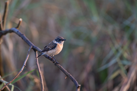 An eastern stonechat perched on a branch - it has an orange breast with a white collar and dark brown head and wings. 