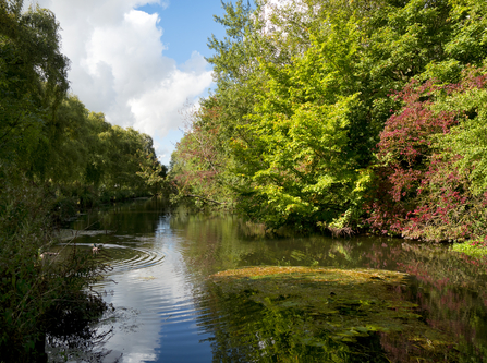 A sunny river wensum