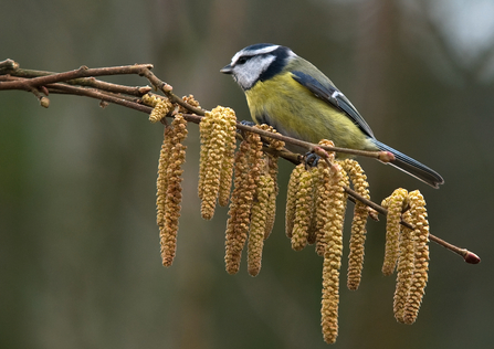 A blue tit perched on a branch of catkins.