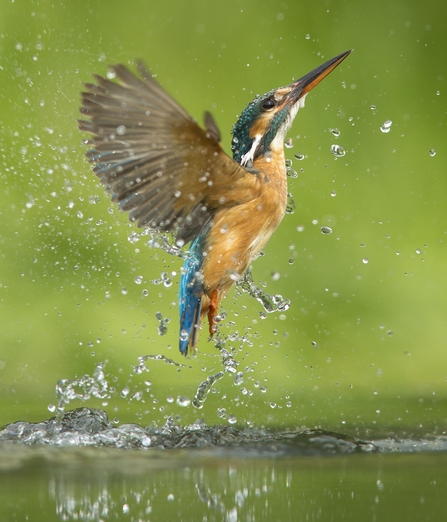 A kingfisher bursting out of the water. 