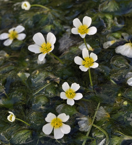 Water crowfoot - little white flowers with buttercup yellow centres growing in a river. 