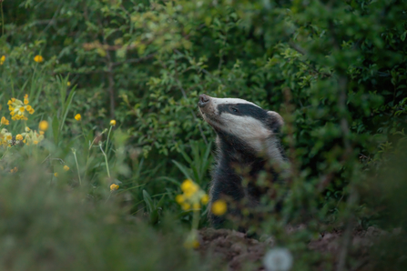 A badger in a woodland, lifting it's nose up to the smells of the forest. 