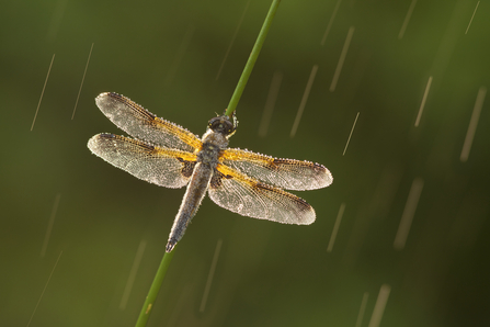 A four-spotted chaser dragonfly on a blade of grass with streaks of rain all around.